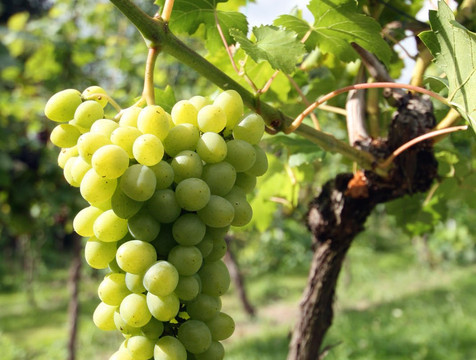 Britzer WeinKultur-柏林必去景点