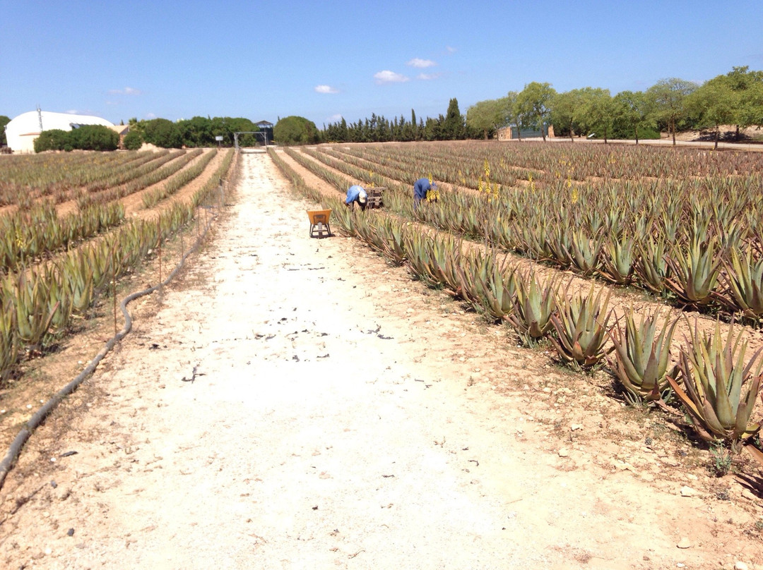 Aloe Vera Farm Mallorca景点图片