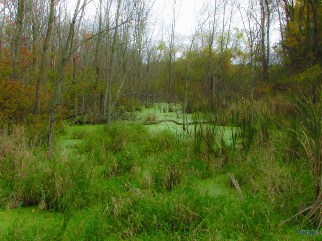 Spicer Lake Nature Preserve景点图片