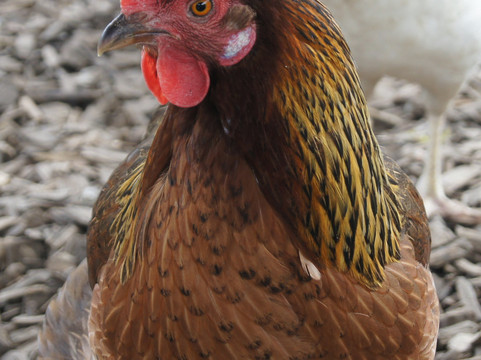 Lower Boddington旅游攻略图片