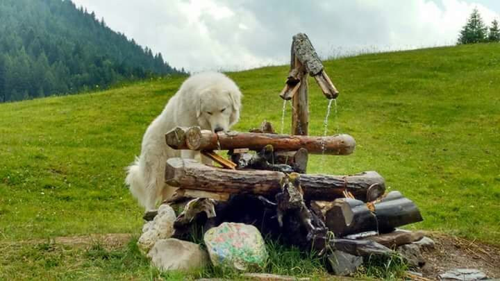 Il Bosco dei Sogni景点图片
