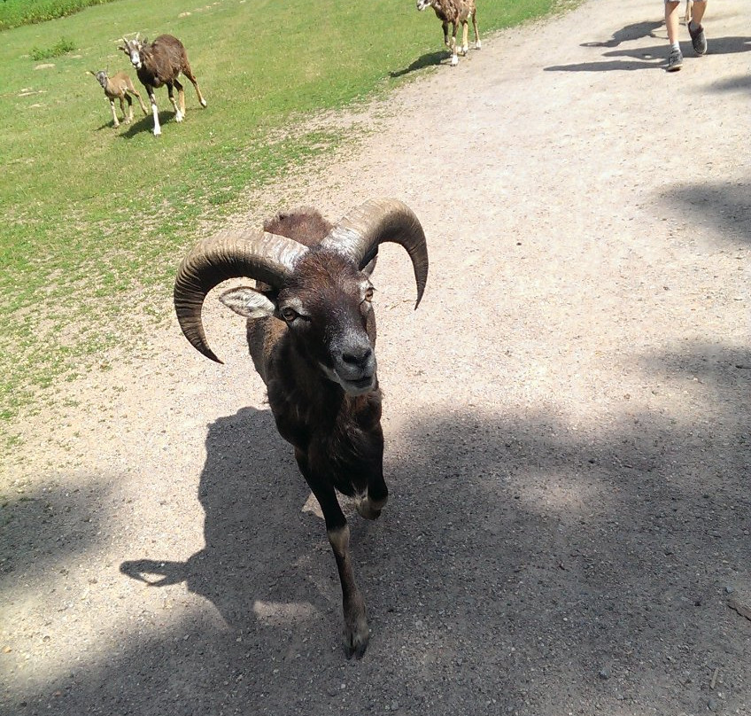 Wildpark Frankfurt景点图片