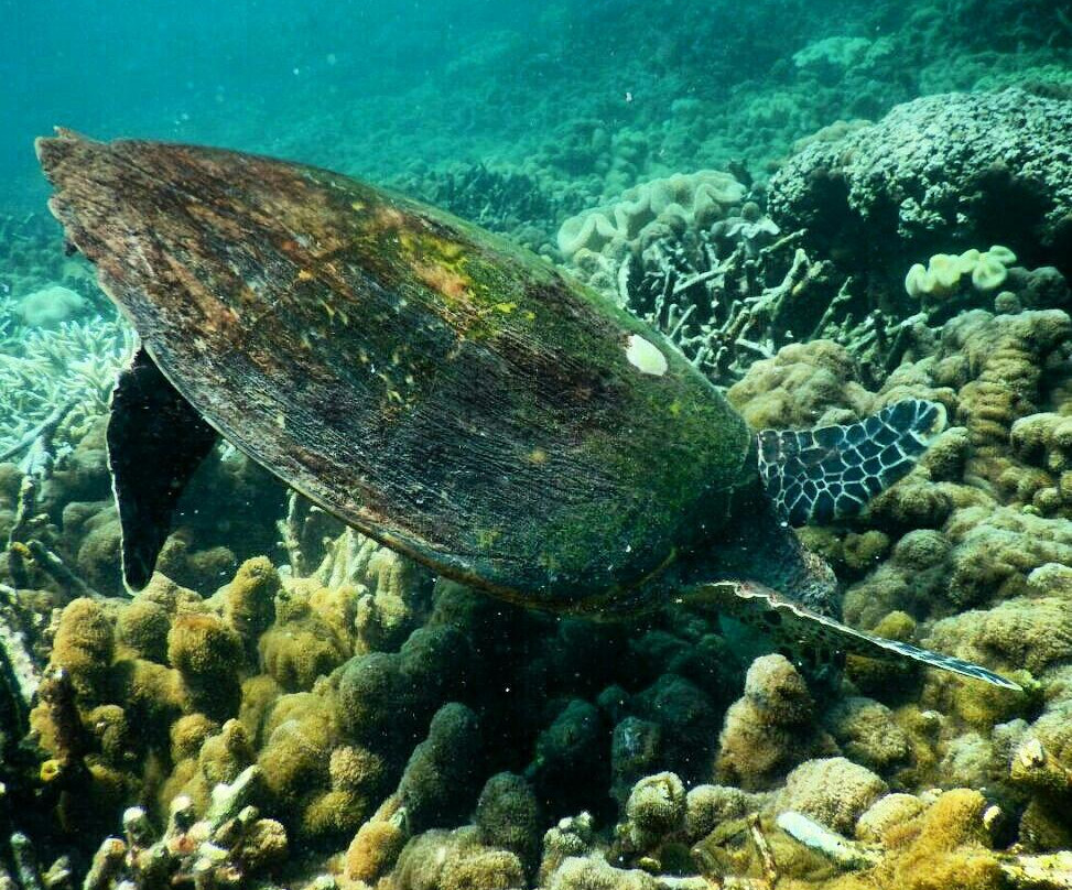Ypsylon Diving-尼拉瓦利必去景点