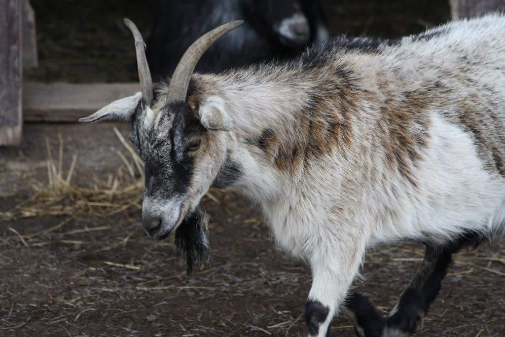 Lionels Farm-惠特彻奇-史托维尔必去景点