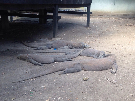 Komodo Tours-登巴萨必去景点