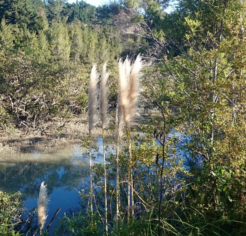 Okura Bush Walkway景点图片