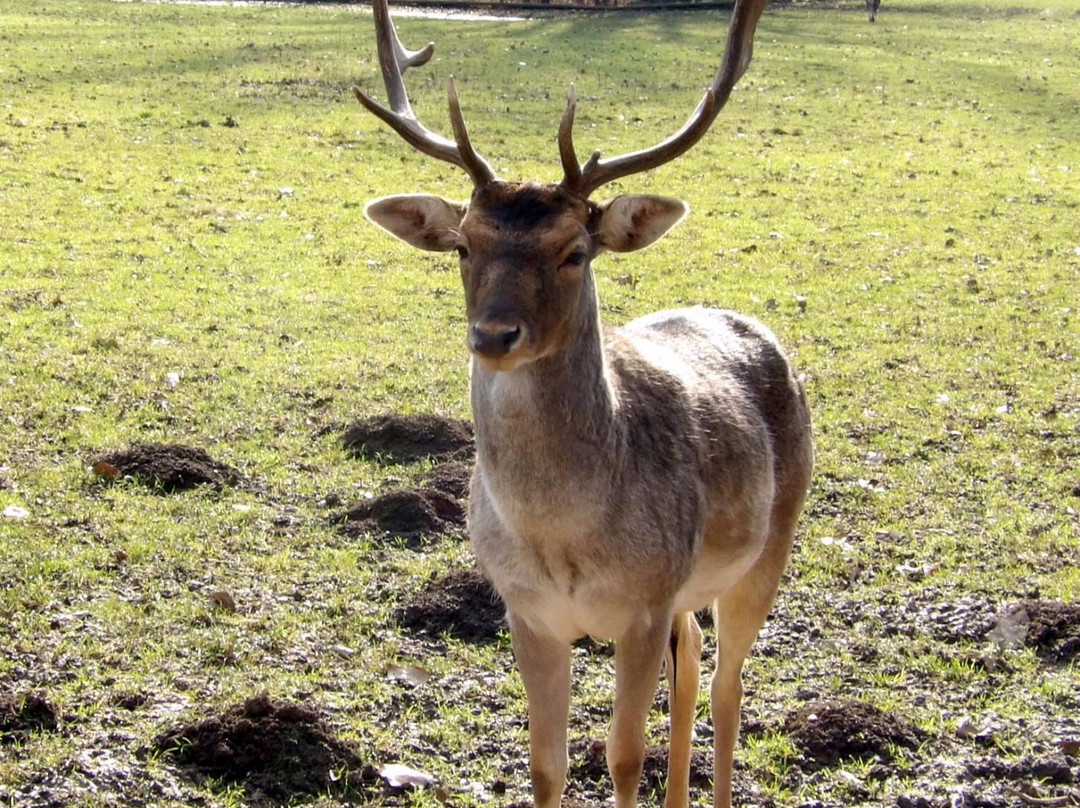 Markkleeberg旅游景点-Wildpark Leipzig