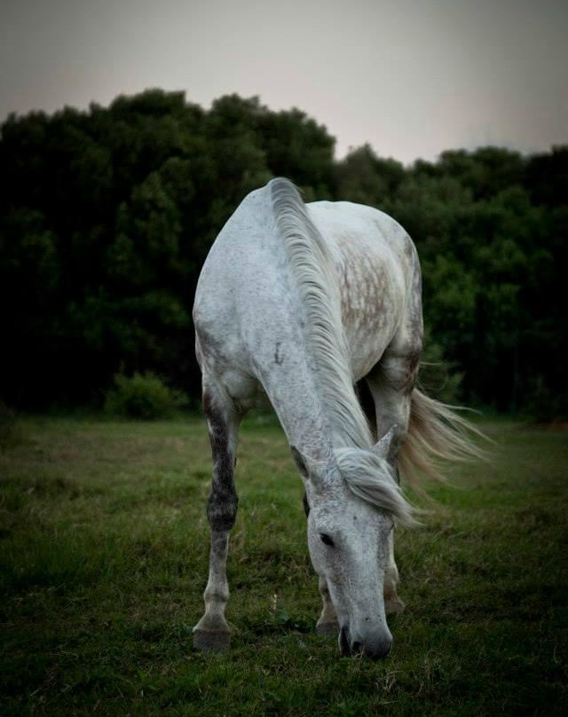 Hurricane Hipica - Day Tours-塔里法必去景点