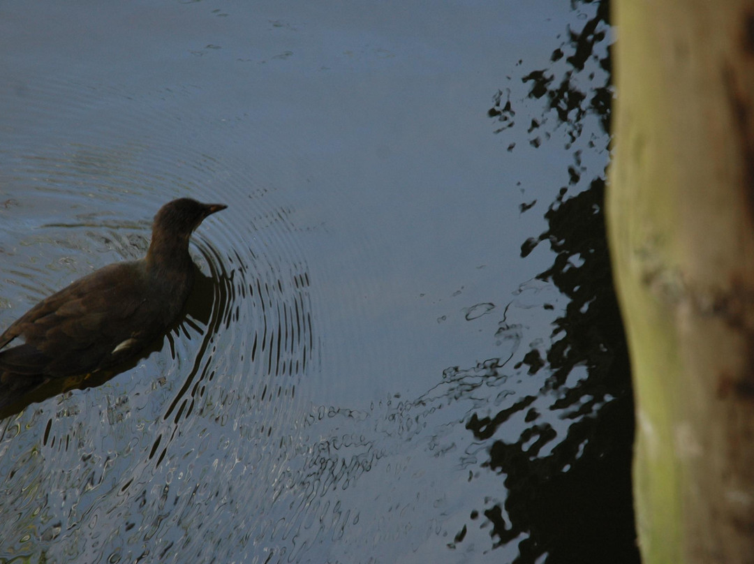 Rondevlei Nature Reserve-开普敦中心区必去景点