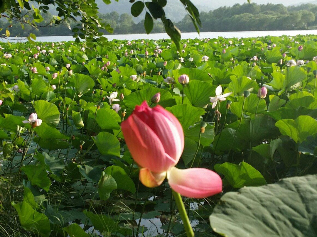 Lotosovoye Lake-乌苏里斯克必去景点