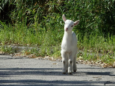 Suwanose Island-十岛村必去景点