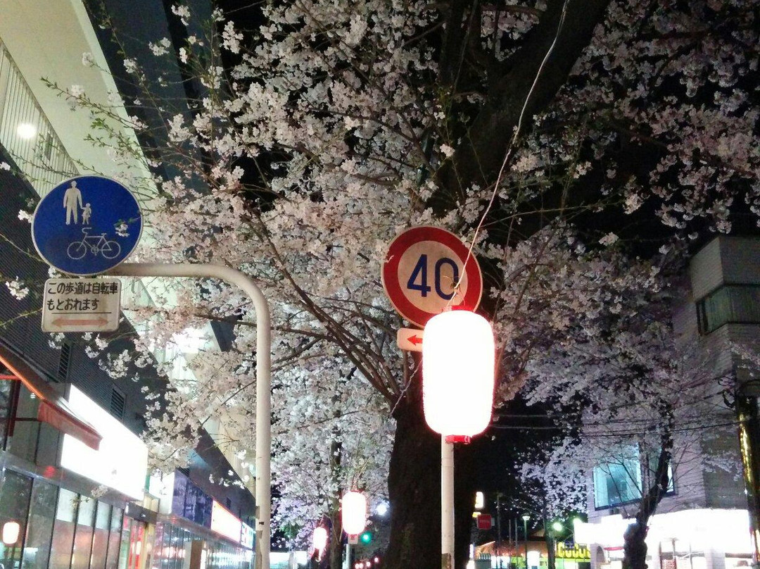 Matsudo City Cherry Blossom Festival-松户市必去景点