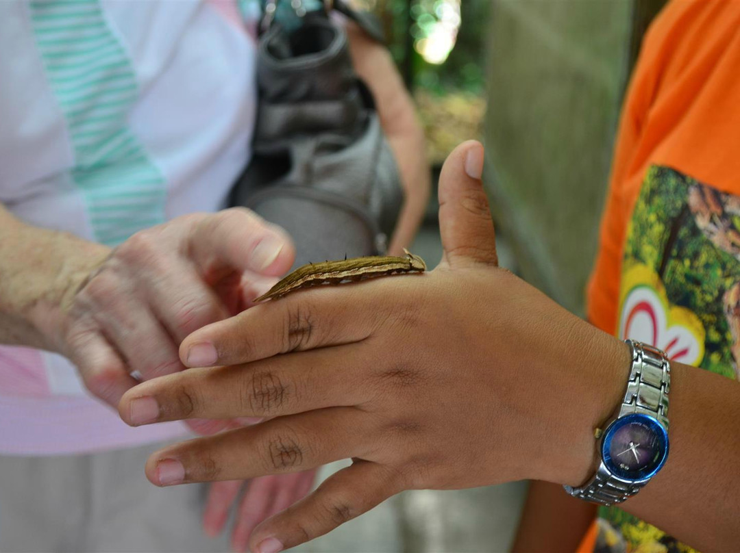 Neotropical Butterfly Park-Lelydorp必去景点
