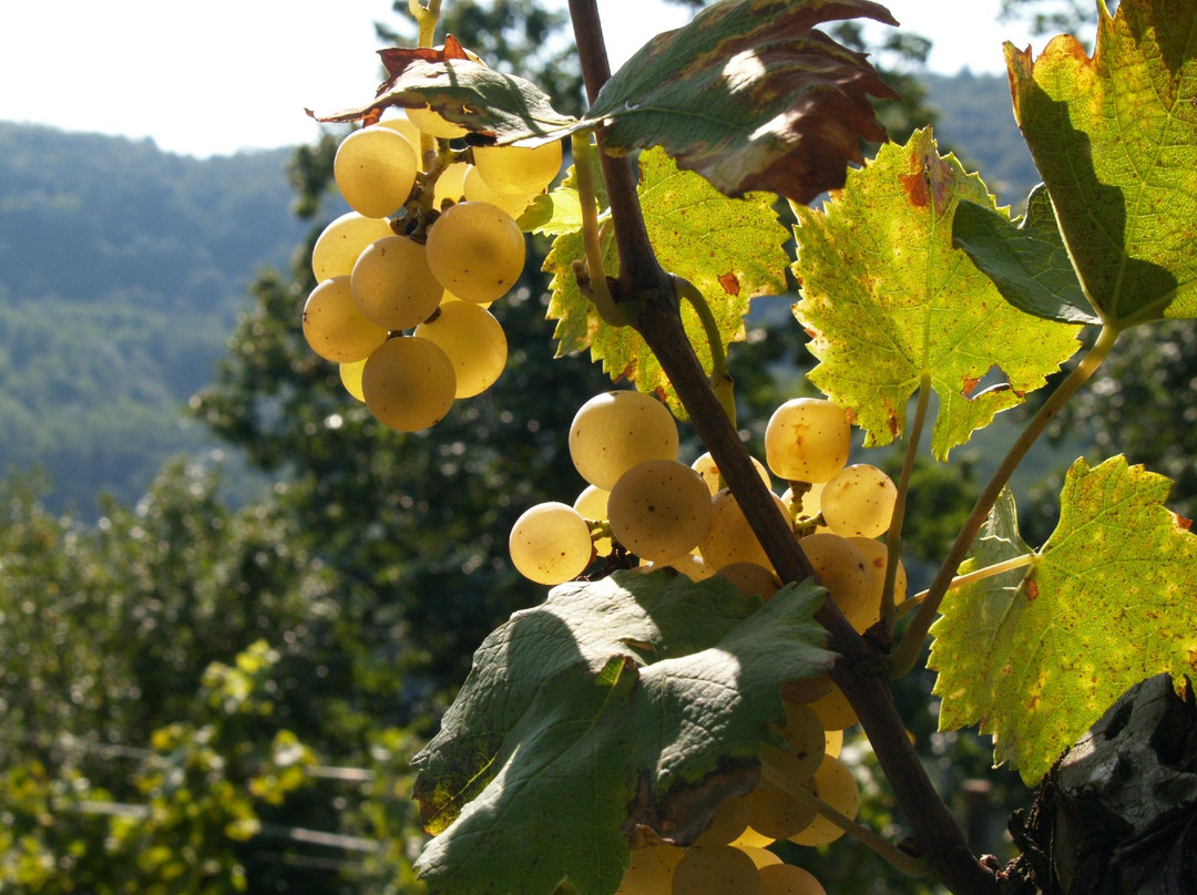 Azienda Agricola Ronchi Di Cialla景点图片
