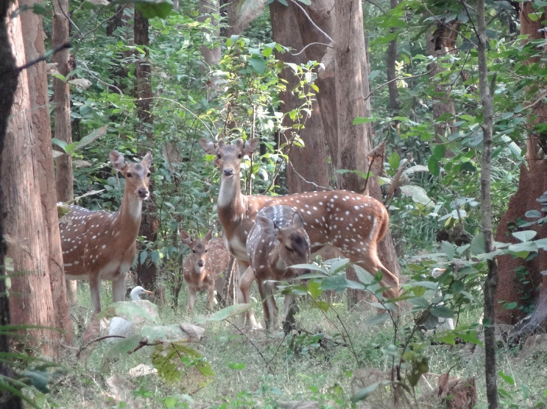 Barnawapara Wildlife Sanctuary景点图片
