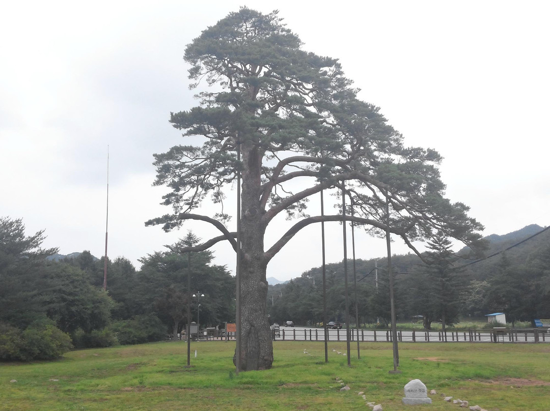Jeongipumsong Pine Tree-报恩郡必去景点