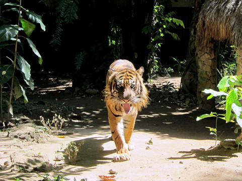 Made Dodi - Private Driver And Tour Guide Bali-库塔必去景点