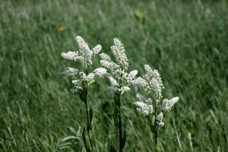 Sarobetsu Primeval Garden-丰富町必去景点