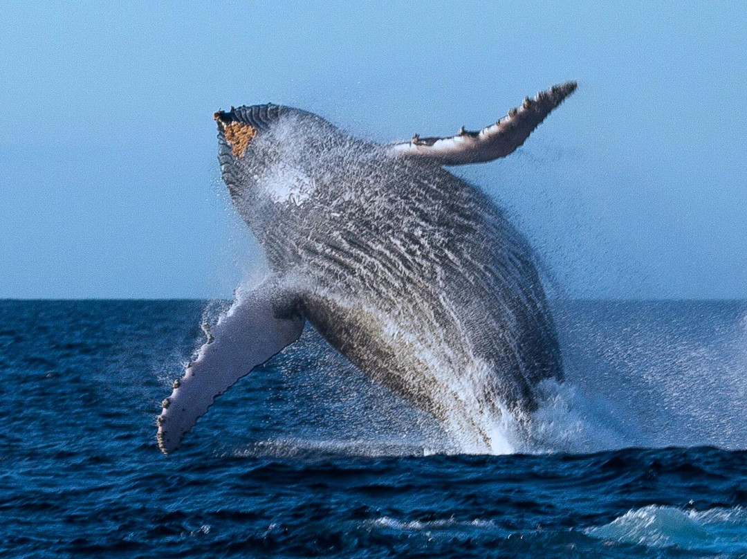 Love Bubble Social Diving-诺西贝必去景点