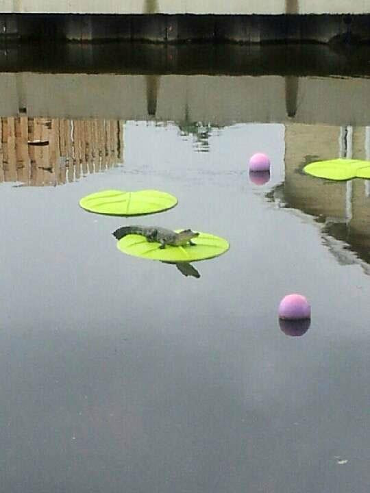 Bayou Terrebonne Waterlife Museum景点图片