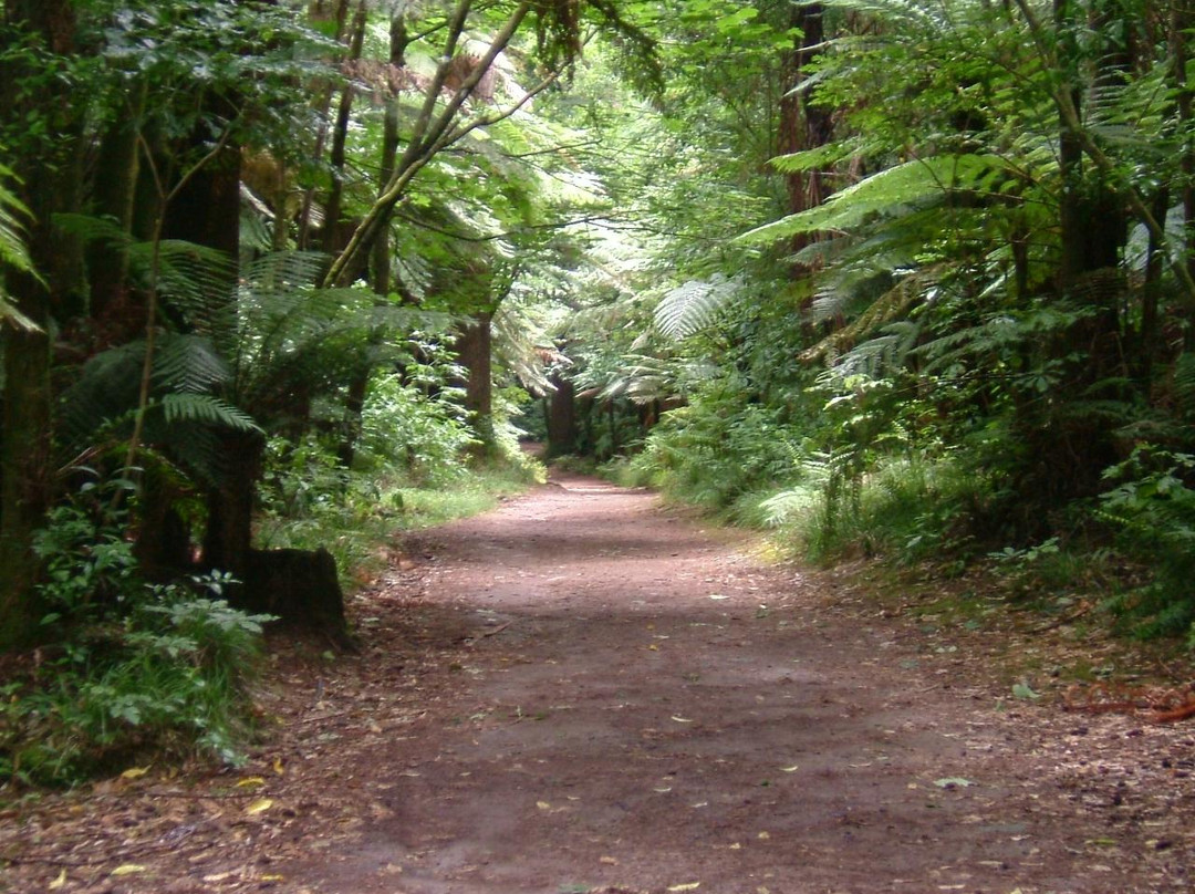 红木森林公园-罗托鲁瓦必去景点