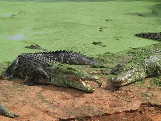 Malcolm Douglas Broome Crocodile Park-布鲁姆必去景点