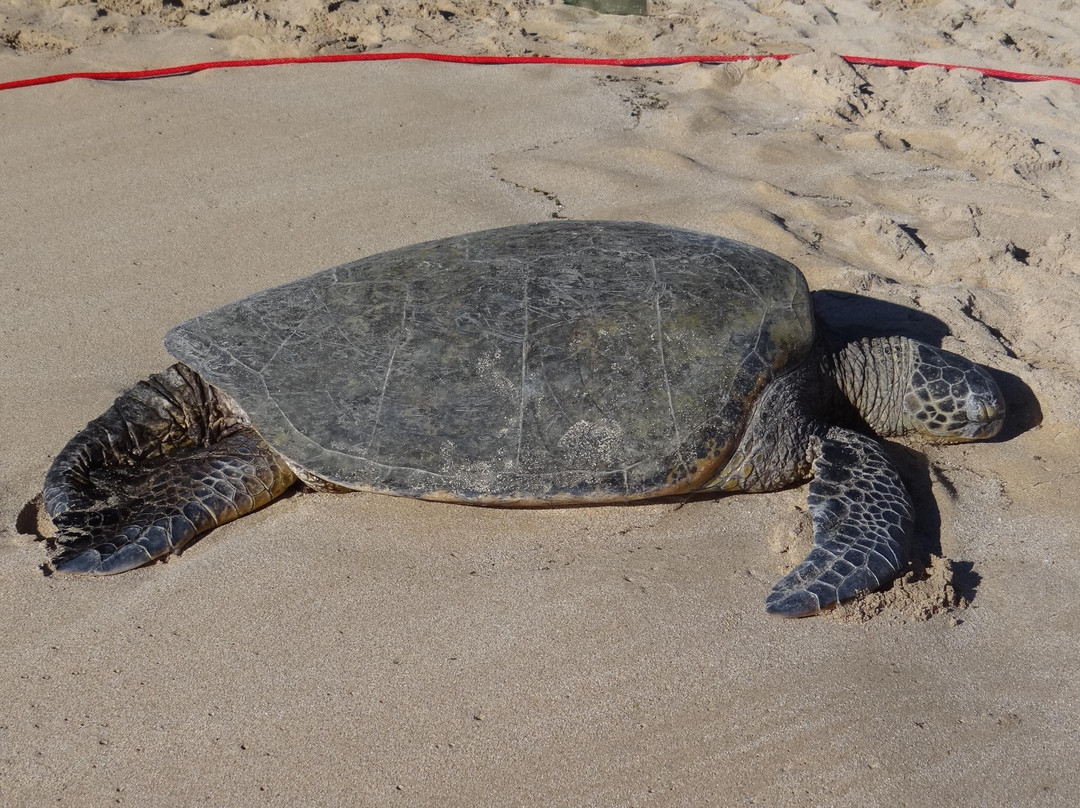 拉尼亚克雅海滩-哈雷瓦必去景点