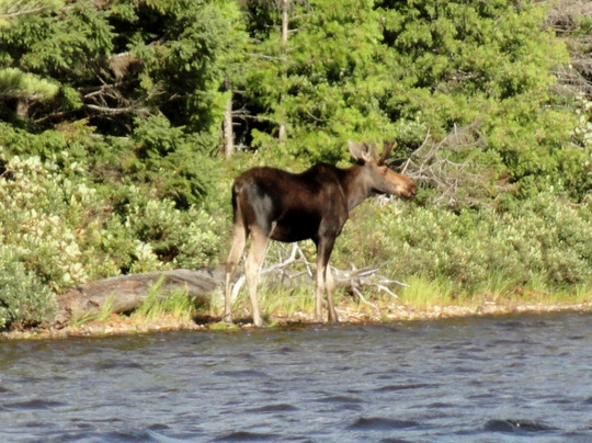 Moose Country Safaris-Sangerville必去景点