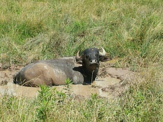Fort Chiswell Animal Park-Max Meadows必去景点