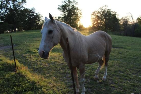 Buffalo River Lodge主图