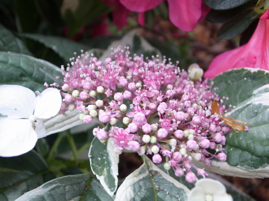 加菲尔植物园-芝加哥必去景点