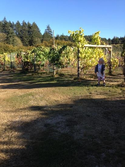 Carbrea Winery景点图片