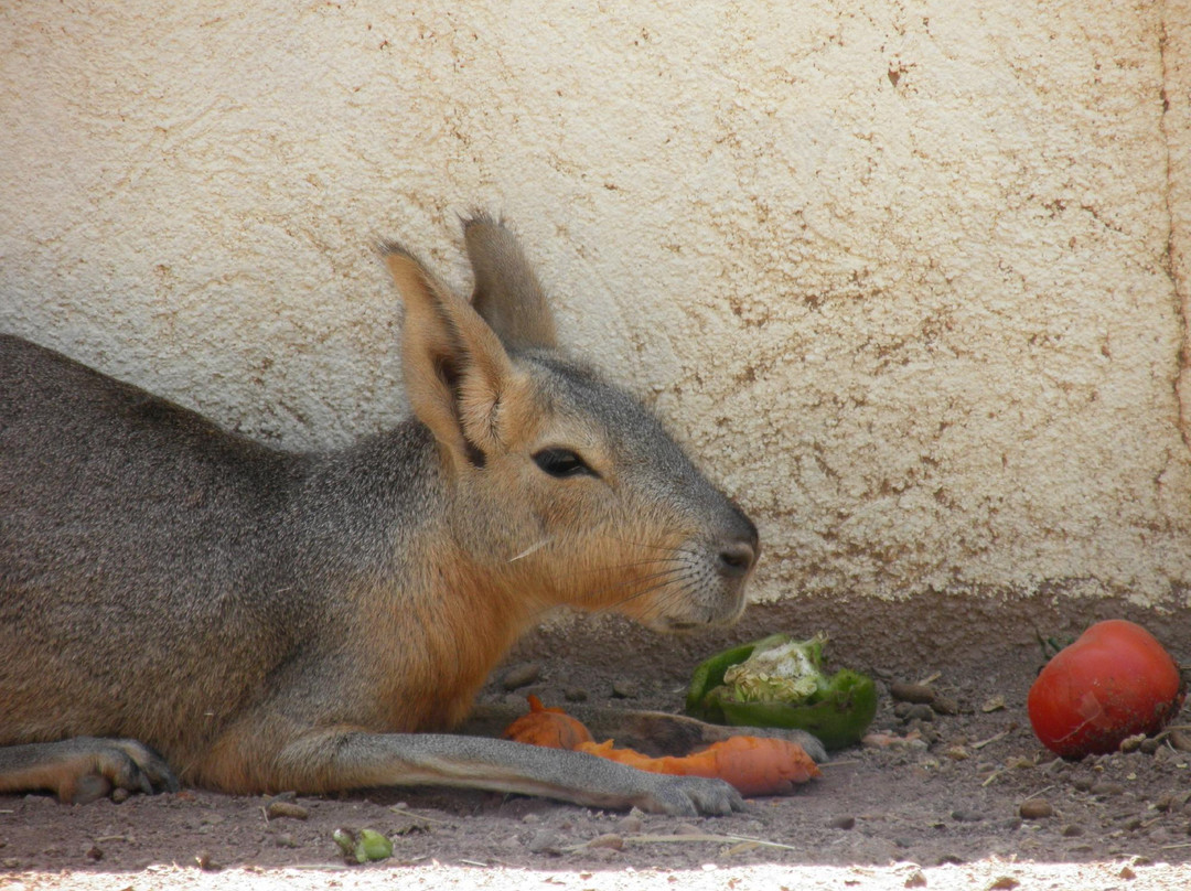 Parc Zoologique de Frejus-弗雷瑞斯必去景点