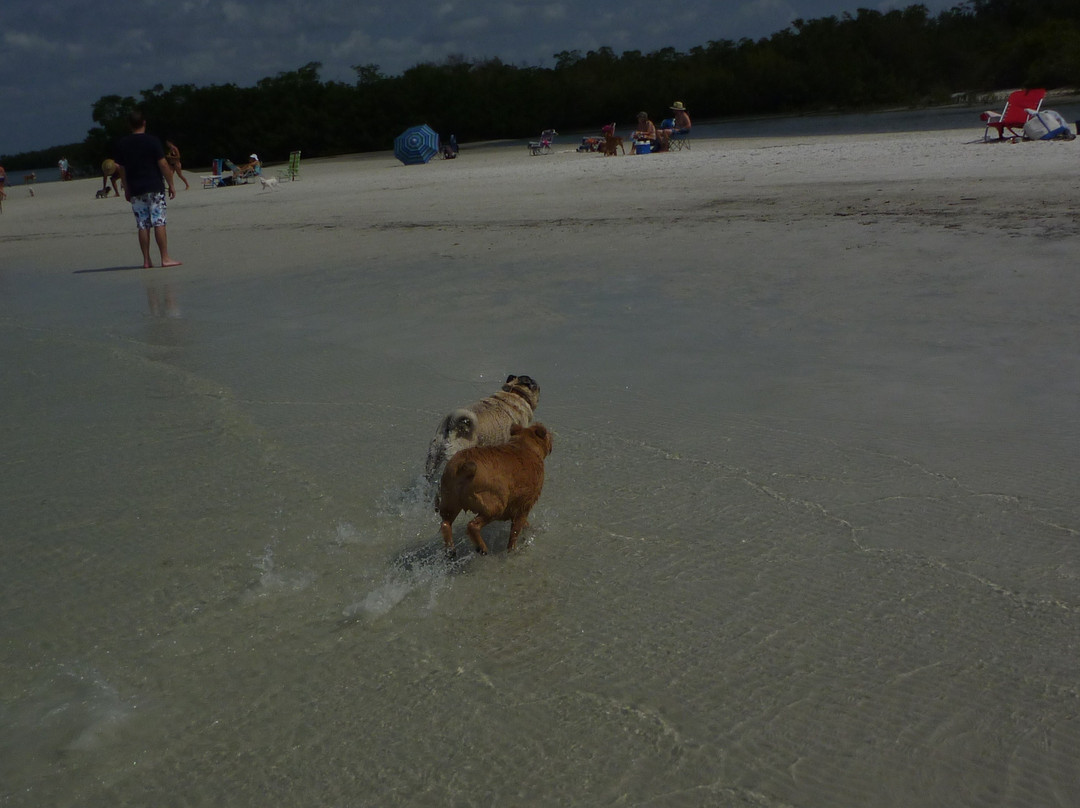 Dog Beach Park景点图片