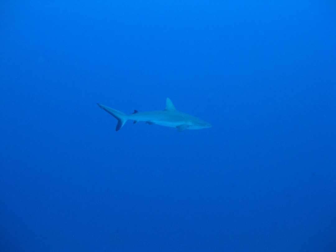 Splashes Diving Center-Fakarava必去景点