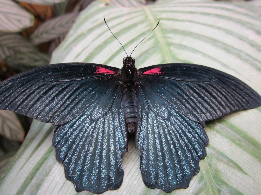 Mariposario del Drago景点图片