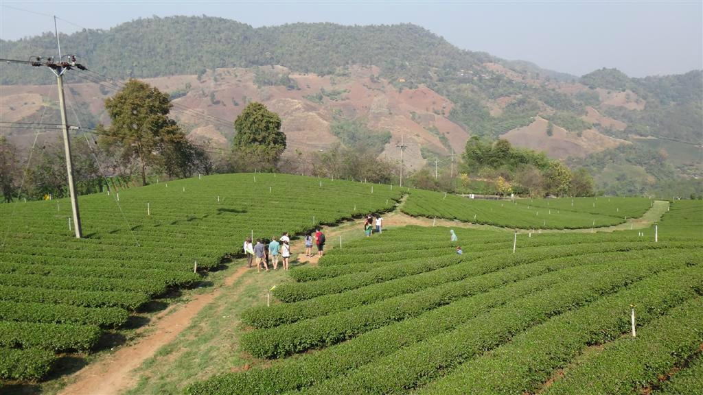 Tea Plantations-美斯乐必去景点