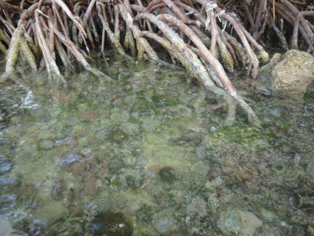 Lazy Dog Adventures-基韦斯特必去景点