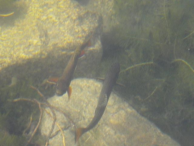 Wild Bill Lake-雷德洛治必去景点