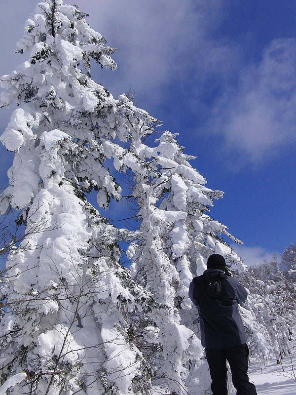 Niseko natureguide Forestrek - Day Tours景点图片