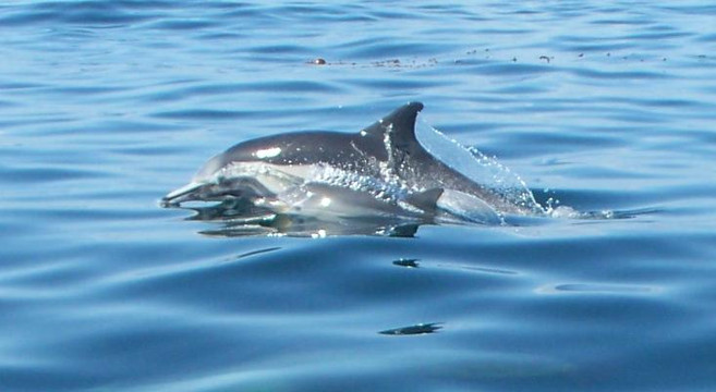 Adventure Whale Watching-圣地亚哥必去景点