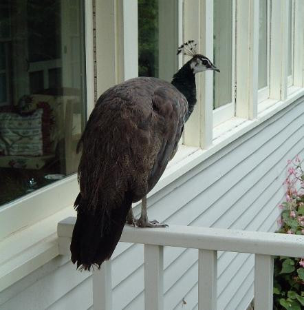 Peacock Hill Country Inn主图