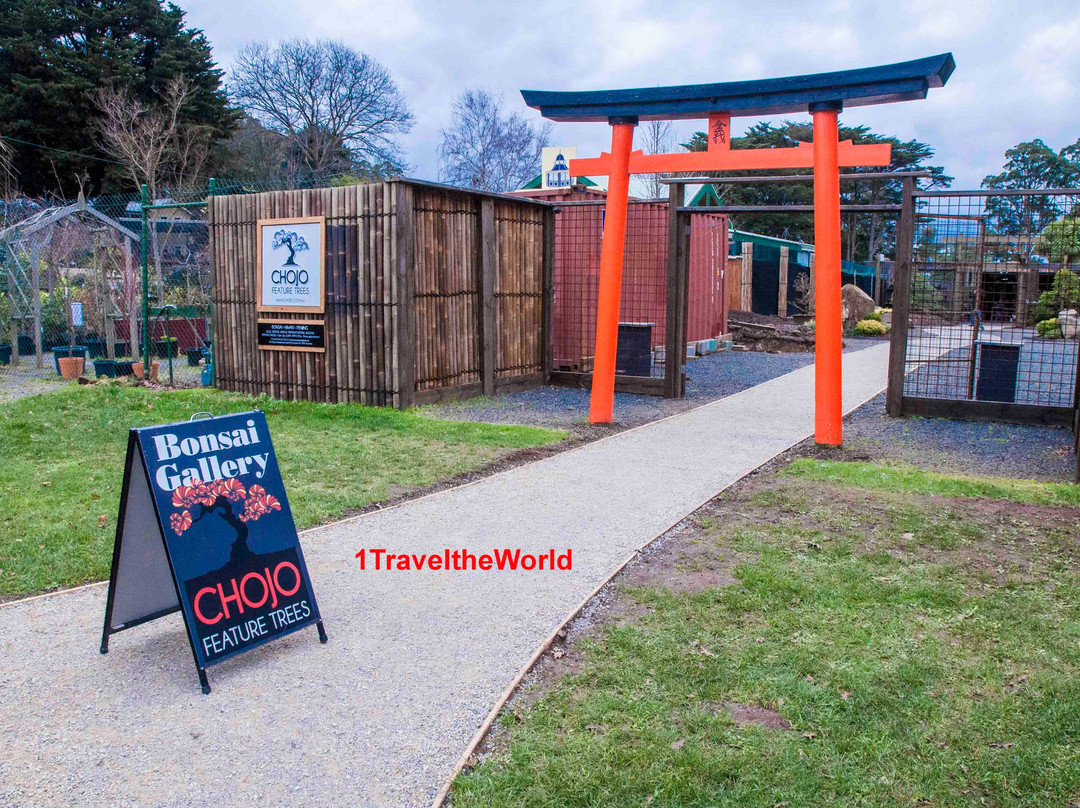 Chojo Feature Trees-Sassafras必去景点