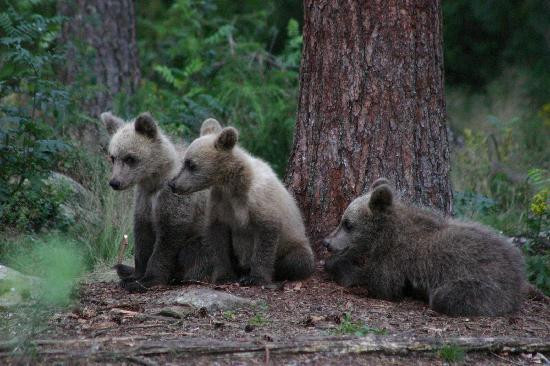 Wild Taiga Finland景点图片