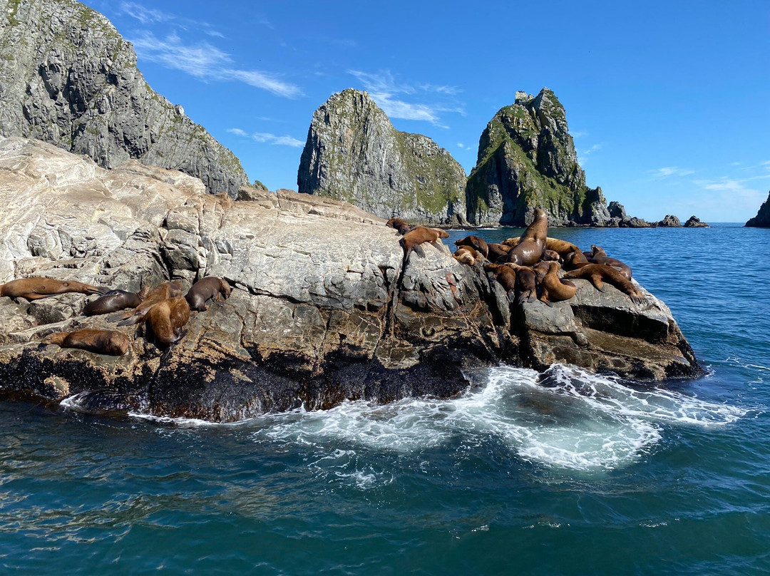 Sea Lion Colony-堪察加彼得巴甫洛夫斯克必去景点