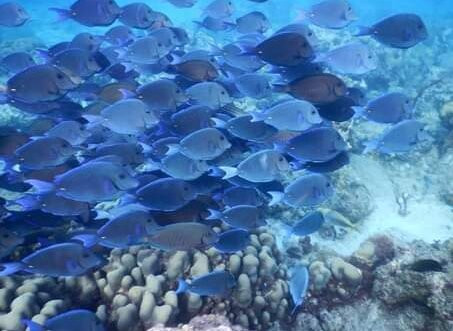 Ilet Caret-Sainte Rose必去景点