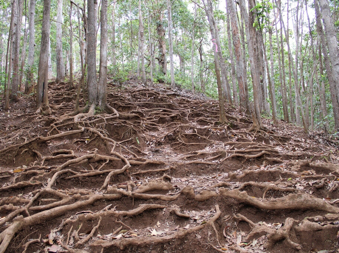 Waimano Pool Trail-珍珠市必去景点