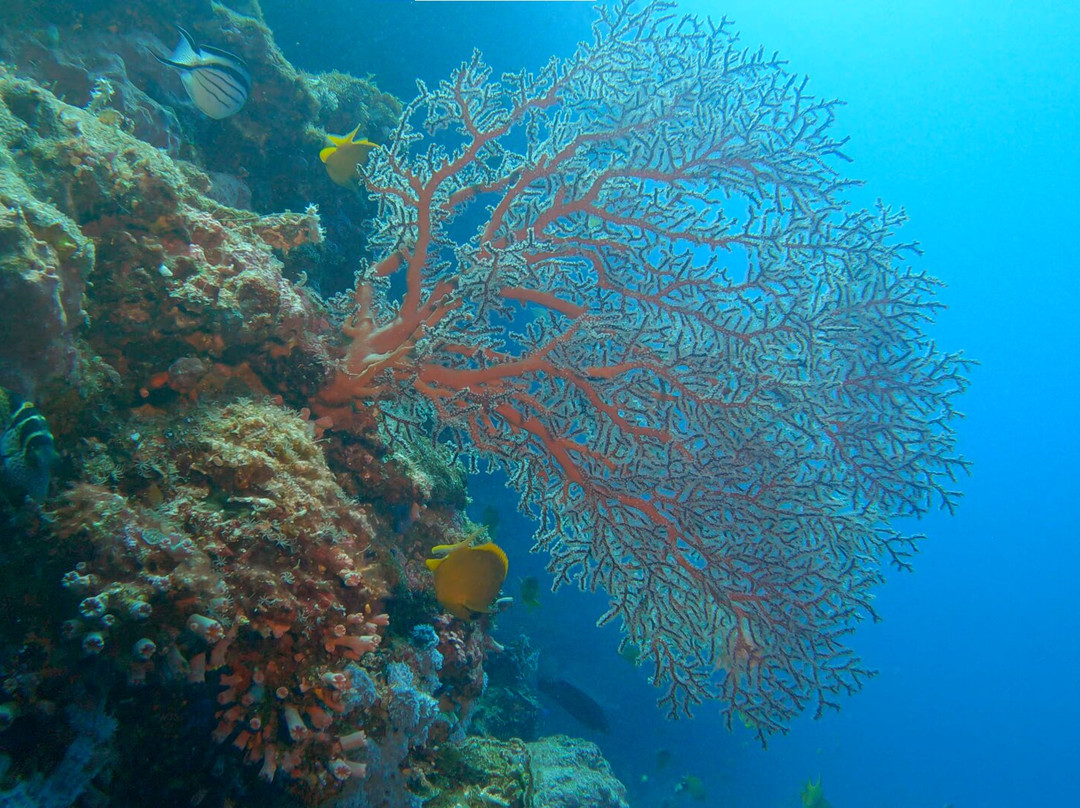 Seaquest潜水中心景点图片