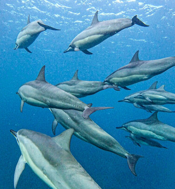 Ocean Brothers Mauritius-塔玛琳必去景点