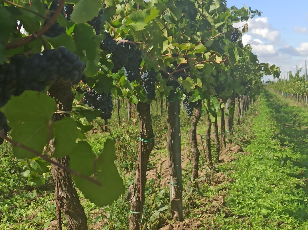 Weingut Hafner-Monchhof必去景点